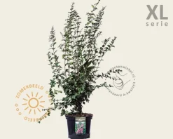Syringa microphylla 'Superba' - XL