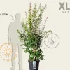 Syringa microphylla 'Superba' - XL+