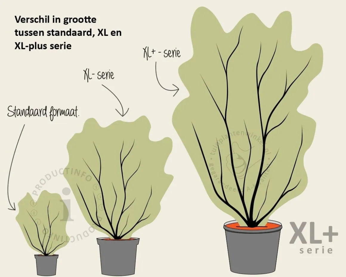 Syringa microphylla 'Superba' - XL+