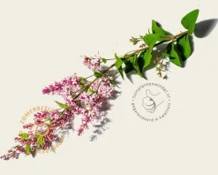 Syringa microphylla 'Superba' - XL+