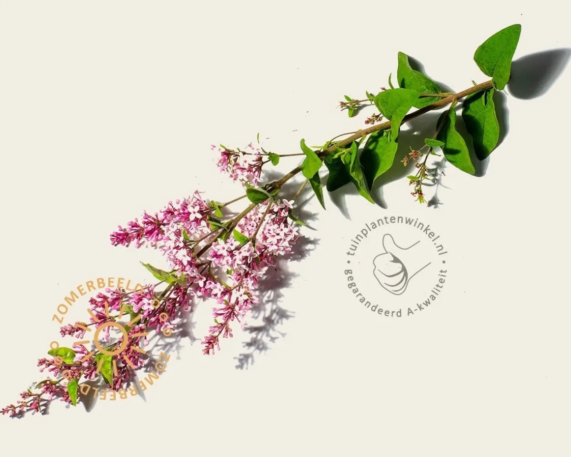 Syringa microphylla 'Superba' - XL+