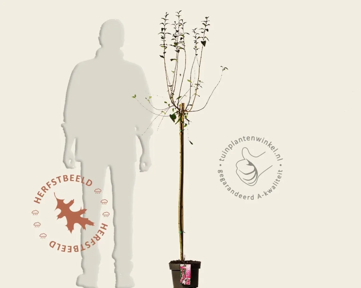 Syringa microphylla 'Superba' - op stam