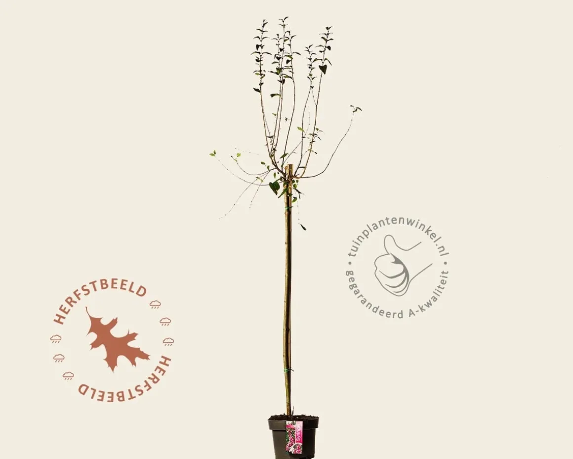 Syringa microphylla 'Superba' - op stam