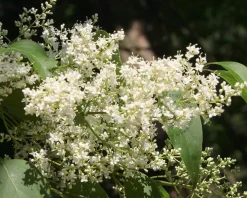 Syringa pekinensis 'China Snow'