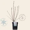 Syringa pinnatifolia