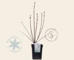 Syringa pinnatifolia