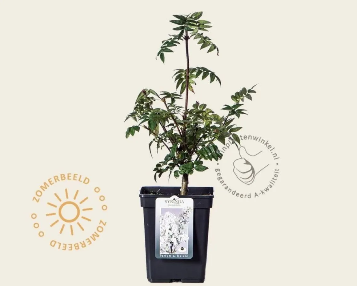 Syringa pinnatifolia
