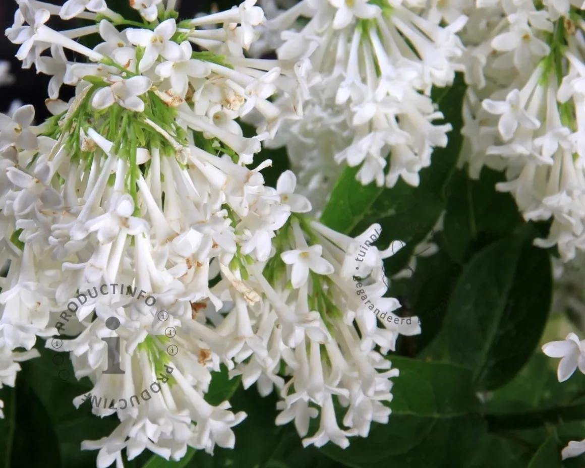 Syringa pinnatifolia