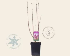 Syringa vulgaris 'Andenken an Ludwig Späth'
