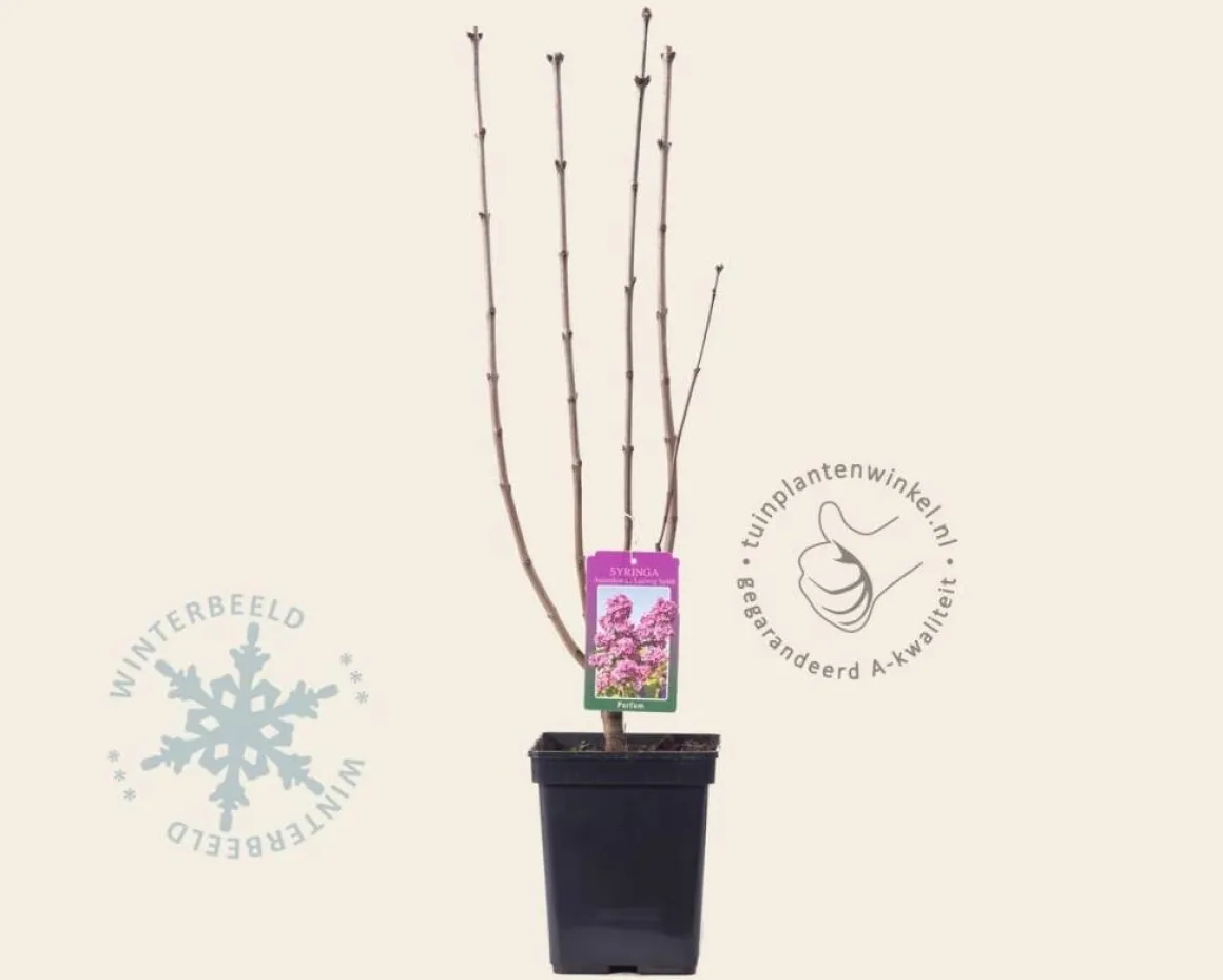 Syringa vulgaris 'Andenken an Ludwig Späth'