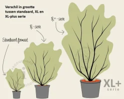 Syringa vulgaris 'Andenken an Ludwig Späth' - XL+