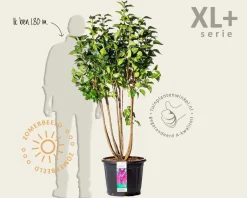 Syringa vulgaris 'Andenken an Ludwig Späth' - XL+