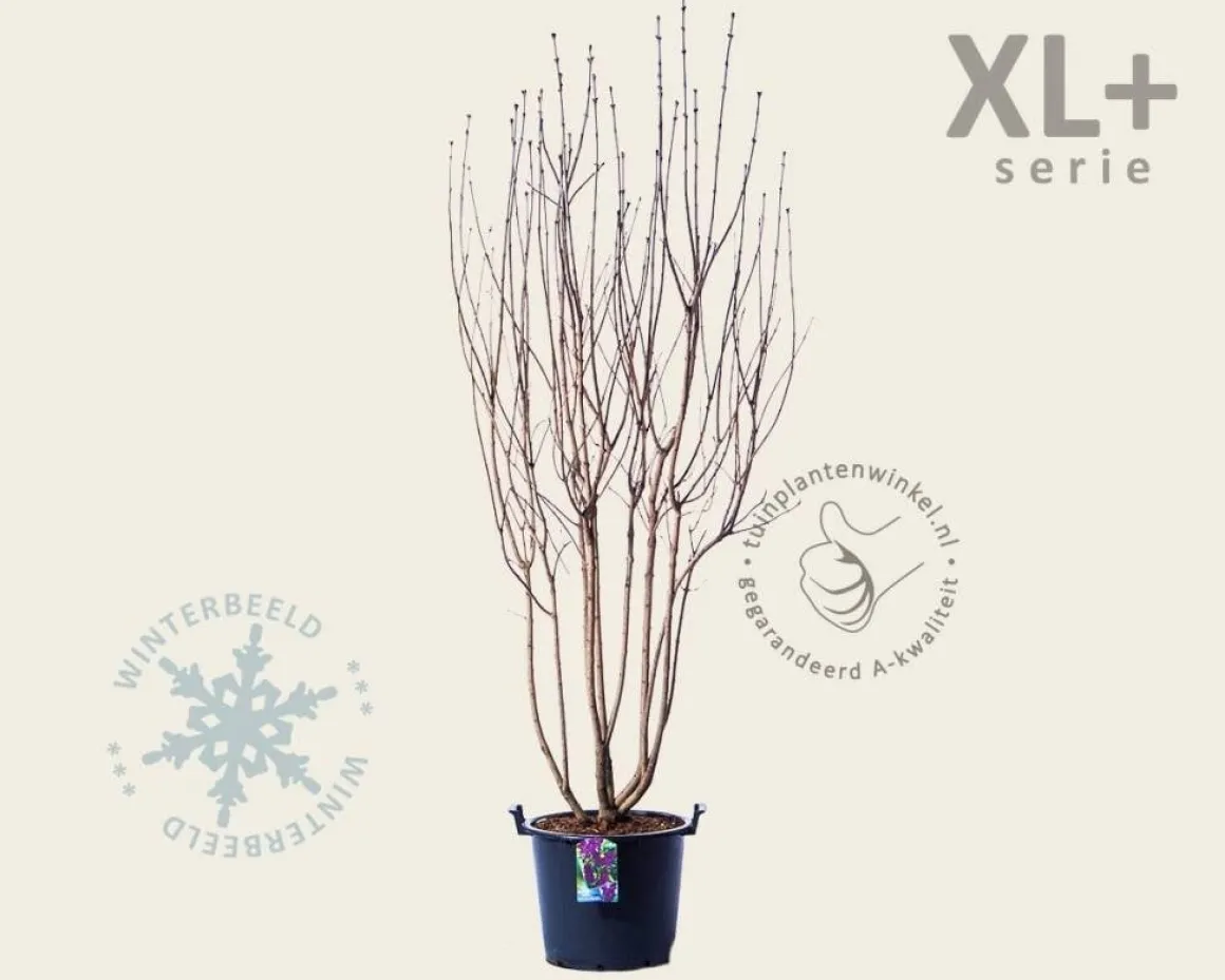 Syringa vulgaris 'Andenken an Ludwig Späth' - XL+