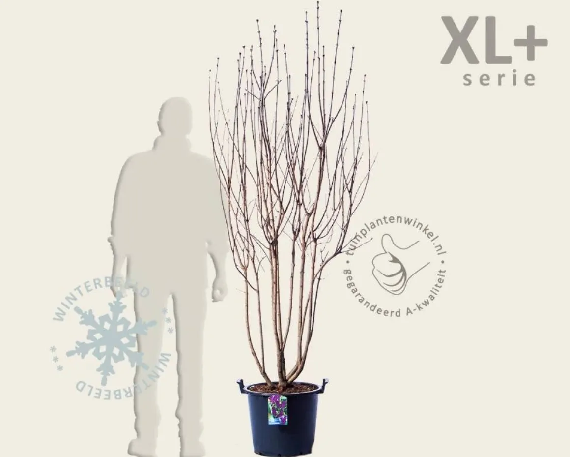 Syringa vulgaris 'Andenken an Ludwig Späth' - XL+
