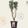 Syringa vulgaris 'Andenken an Ludwig Späth' - XL