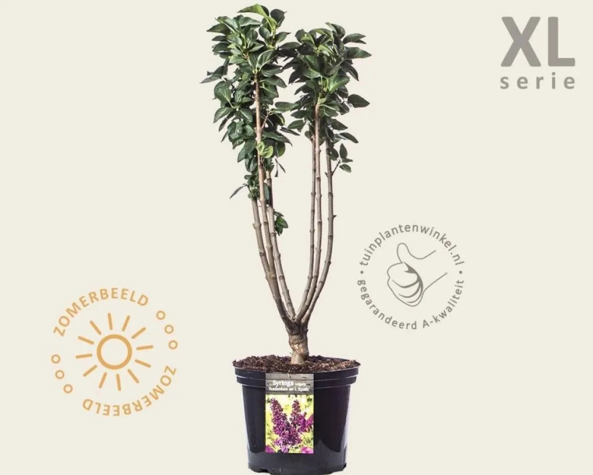 Syringa vulgaris 'Andenken an Ludwig Späth' - XL