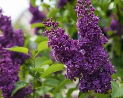 Syringa vulgaris 'Andenken an Ludwig Späth' - XL