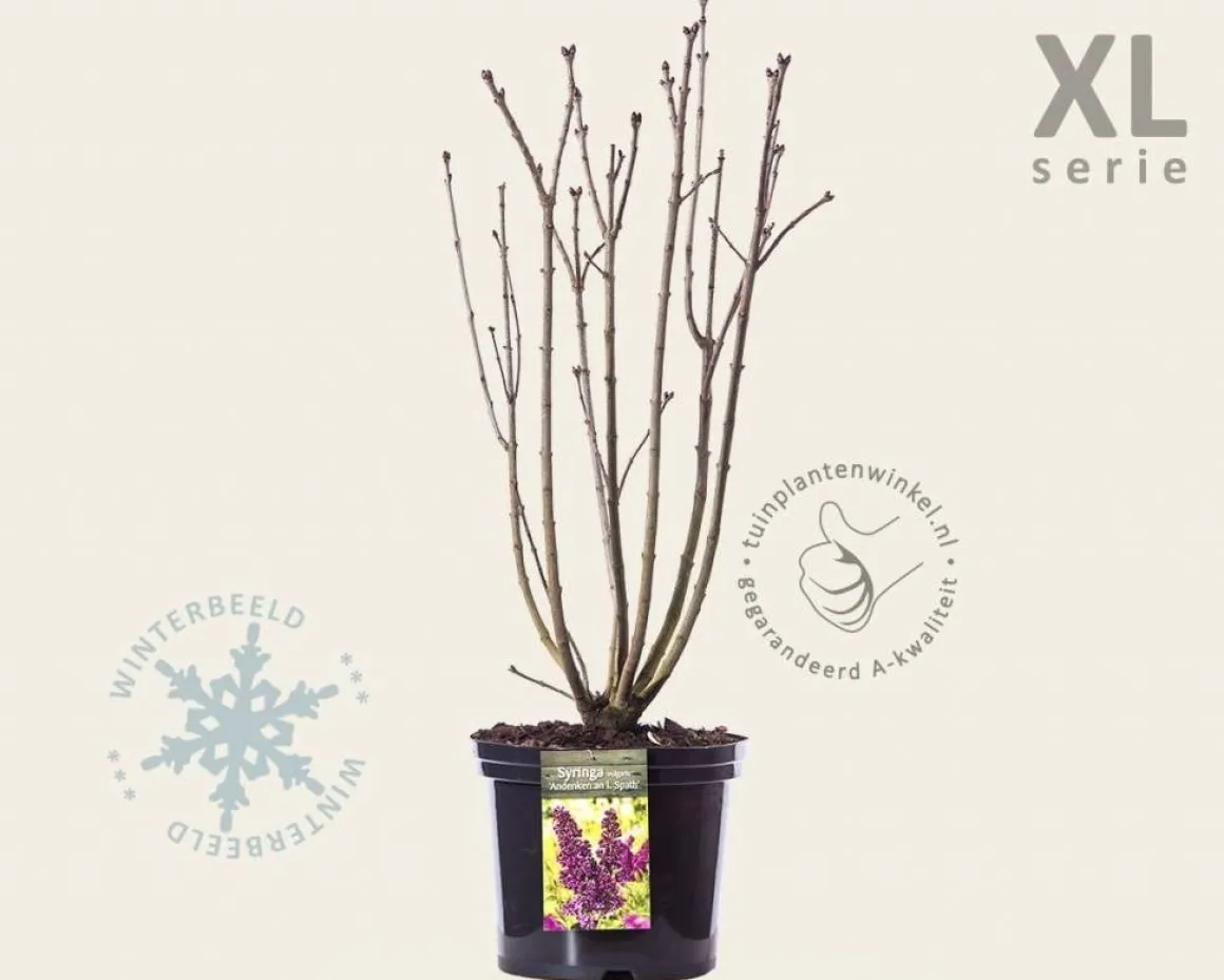 Syringa vulgaris 'Andenken an Ludwig Späth' - XL
