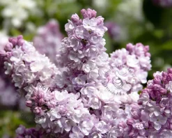 Syringa vulgaris 'Beauty of Moscow'