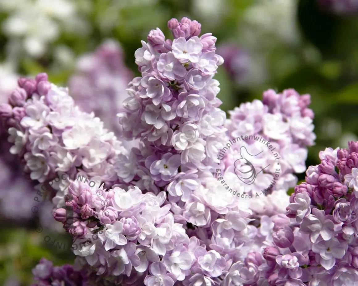 Syringa vulgaris 'Beauty of Moscow' - hoogstam