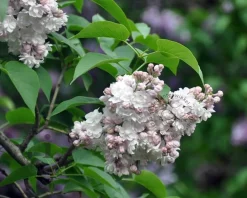 Syringa vulgaris 'Beauty of Moscow' - hoogstam
