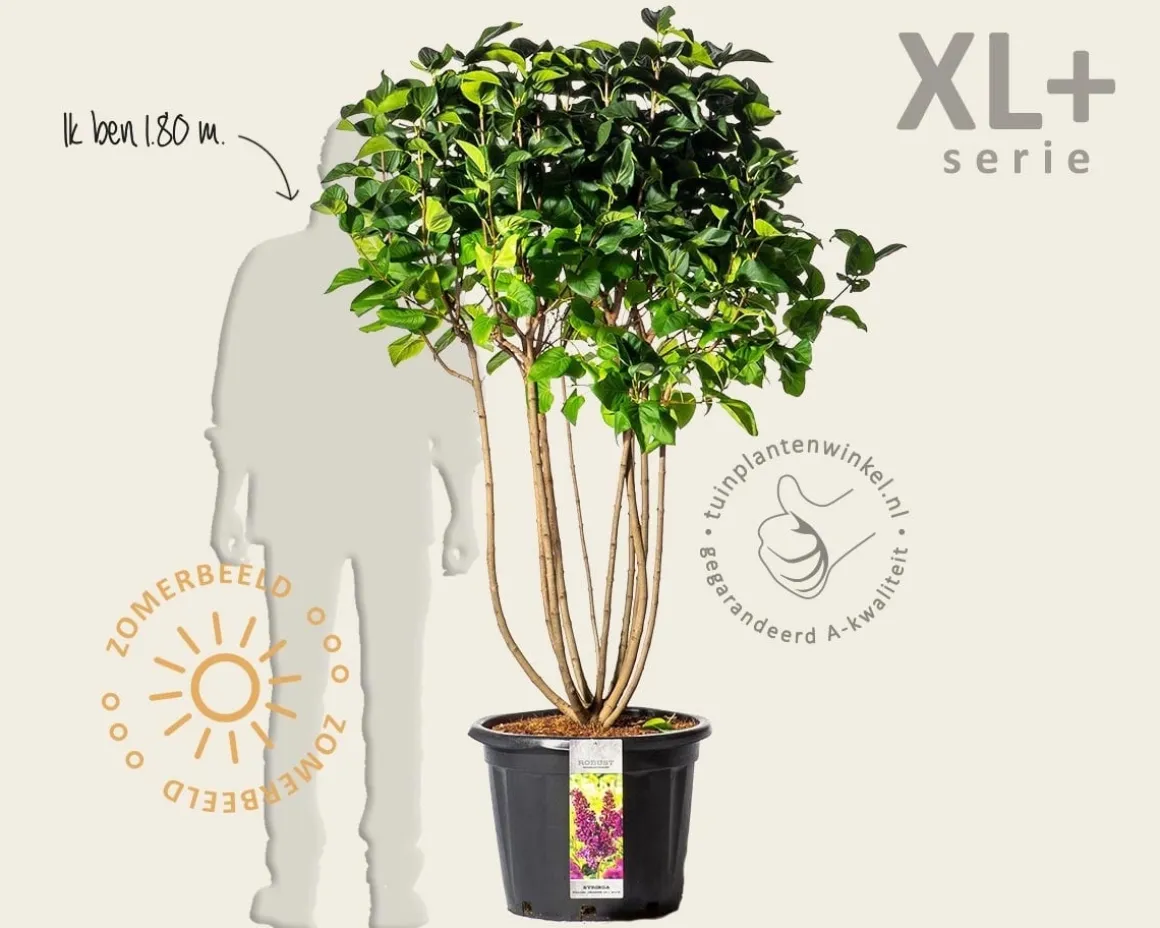 Syringa vulgaris 'Charles Joly' - XL+