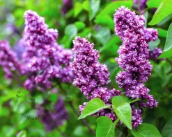 Syringa vulgaris 'Charles Joly' - XL+