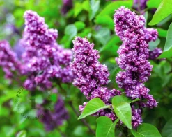 Syringa vulgaris 'Charles Joly' - XL