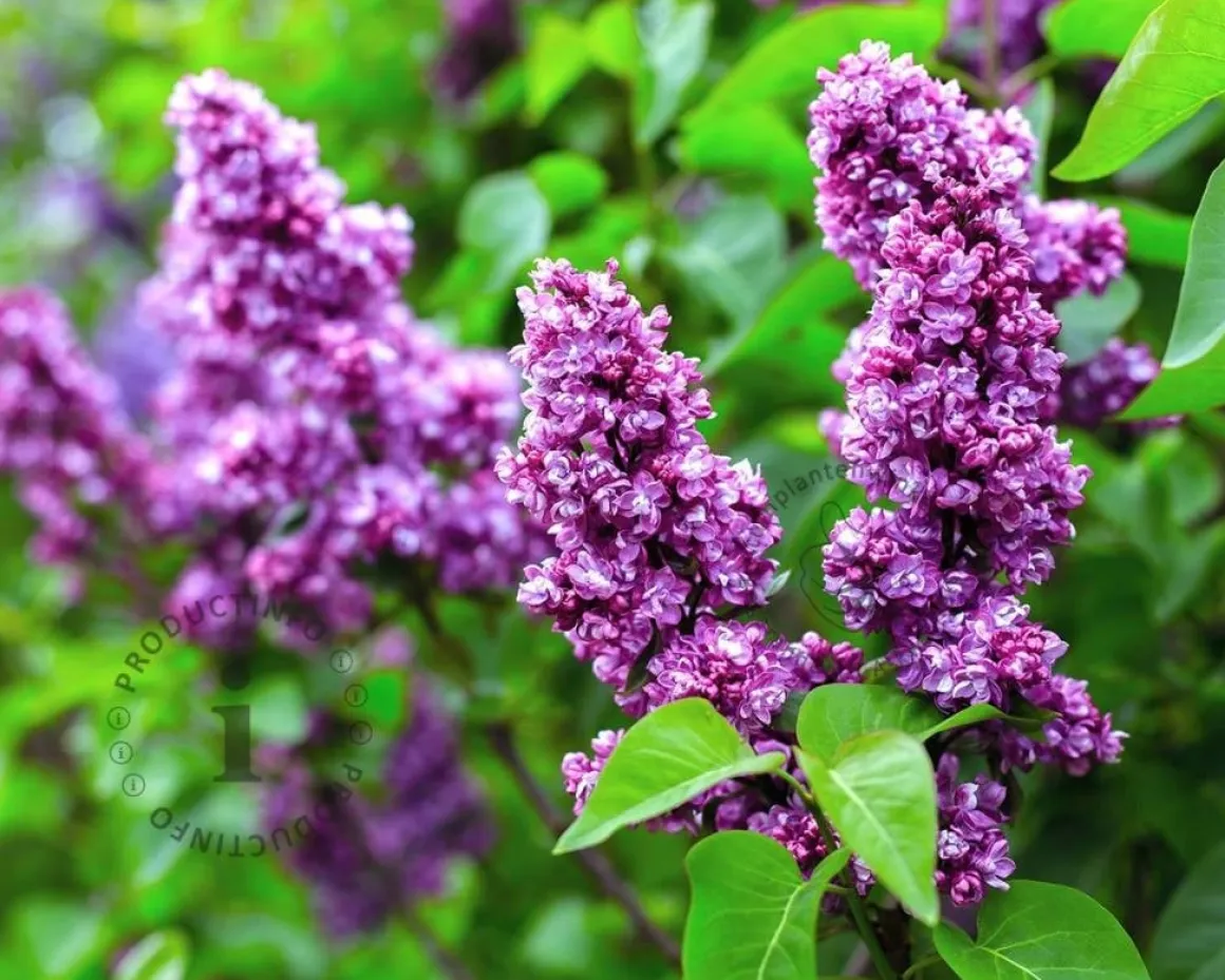 Syringa vulgaris 'Charles Joly' - XL