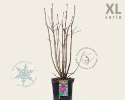 Syringa vulgaris 'Charles Joly' - XL