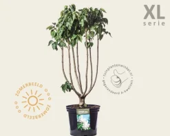 Syringa vulgaris 'Madame Lemoine' - XL