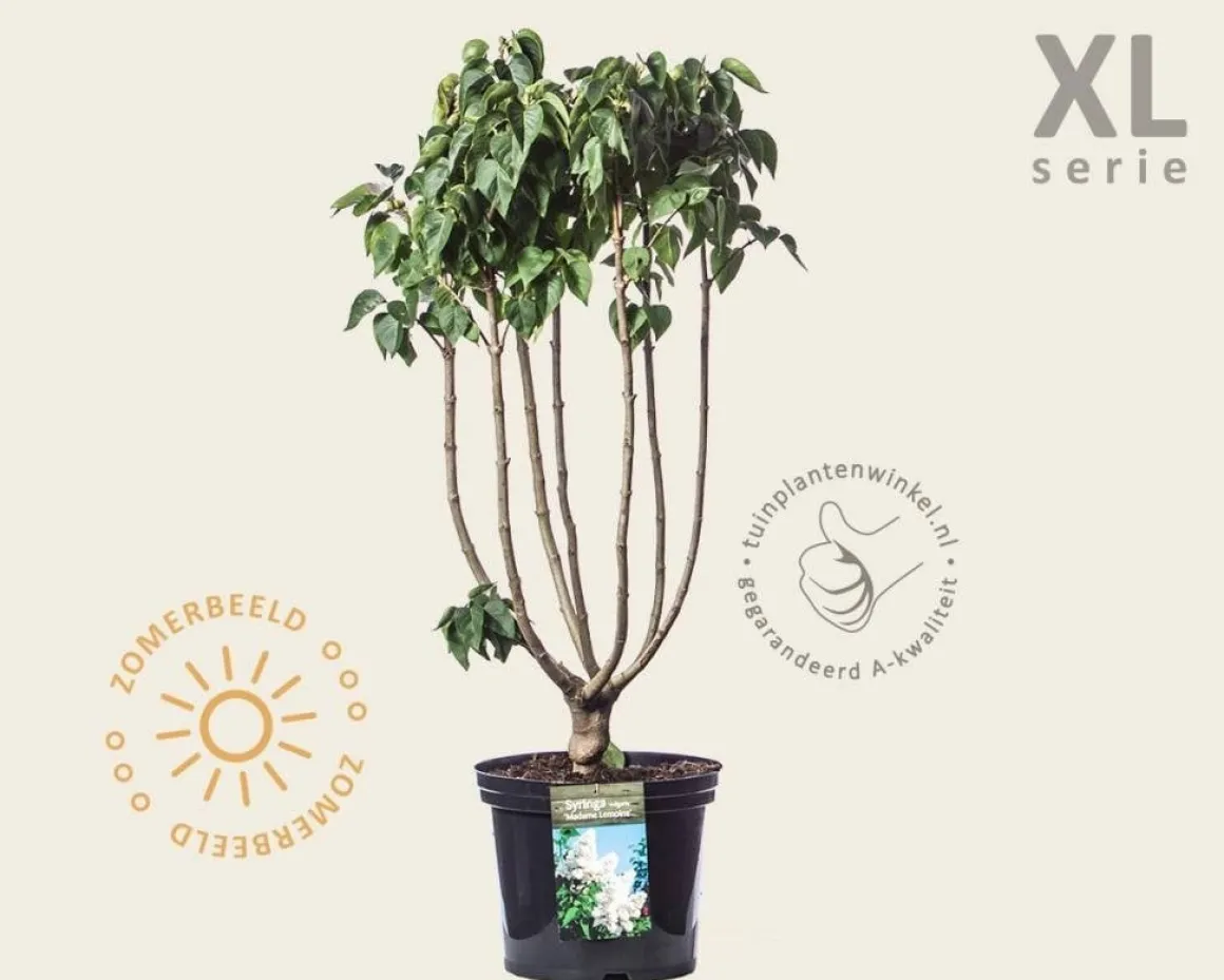 Syringa vulgaris 'Madame Lemoine' - XL