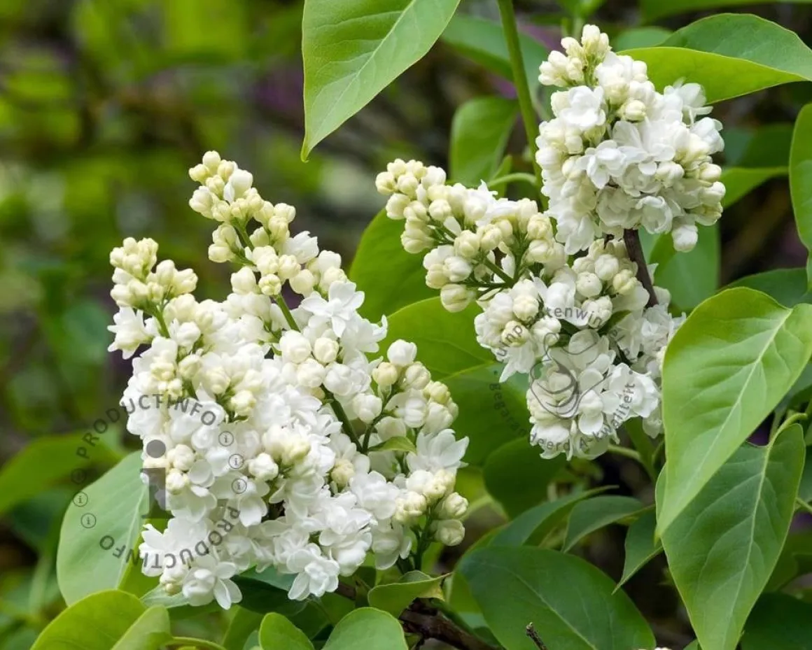 Syringa vulgaris 'Madame Lemoine' - XL