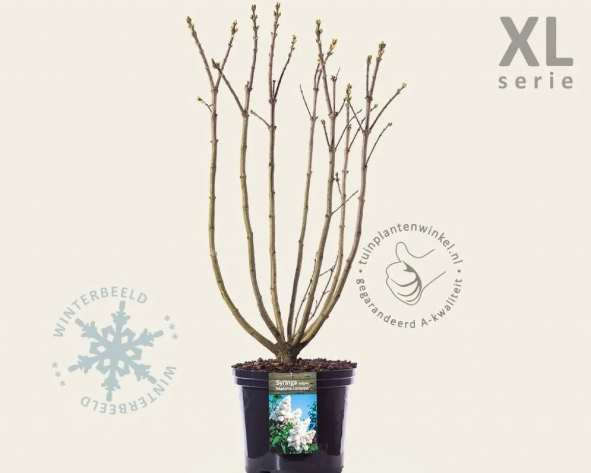 Syringa vulgaris 'Madame Lemoine' - XL