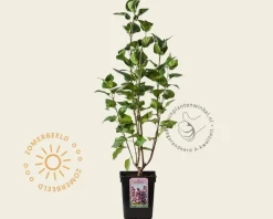 Syringa vulgaris 'Michel Buchner'