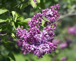 Syringa vulgaris 'Michel Buchner' - XL+