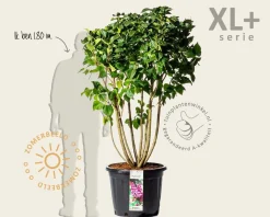 Syringa vulgaris 'Michel Buchner' - XL+