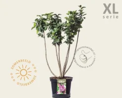 Syringa vulgaris 'Michel Buchner' - XL