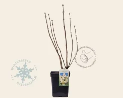Syringa vulgaris 'Mme Lemoine'