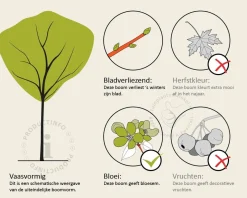 Syringa vulgaris 'Mme Lemoine' - hoogstam