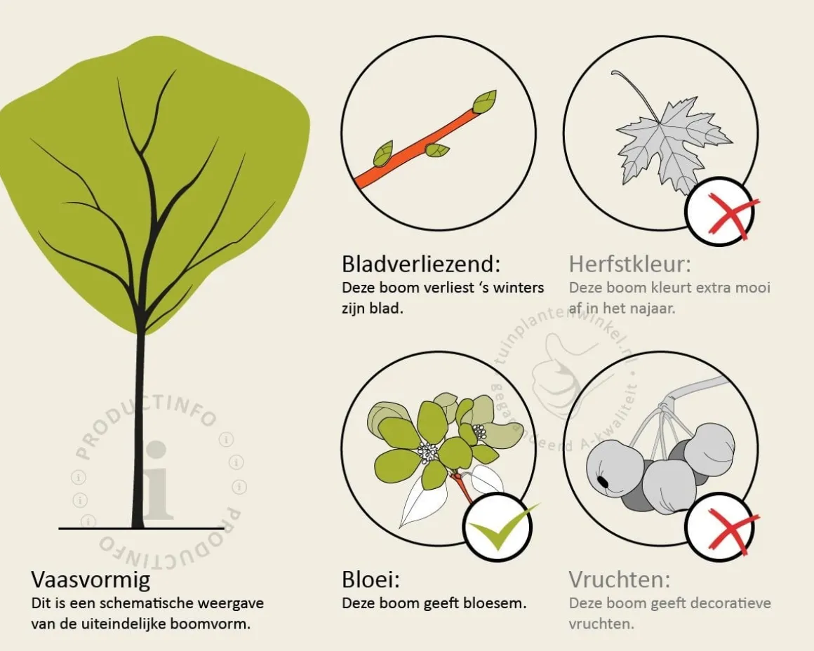 Syringa vulgaris 'Mme Lemoine' - hoogstam