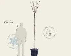 Syringa vulgaris 'Mme Lemoine' - hoogstam