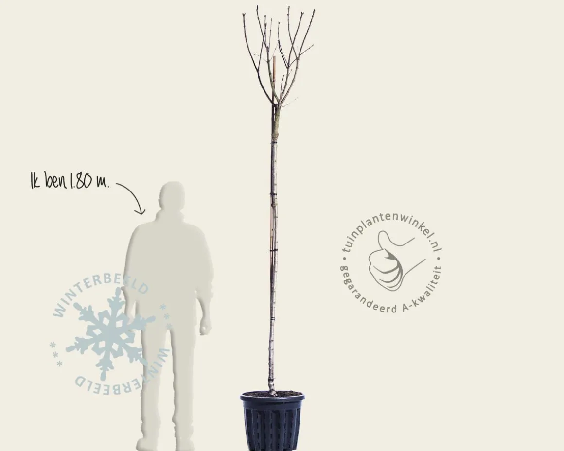 Syringa vulgaris 'Mme Lemoine' - hoogstam
