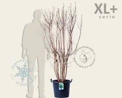 Syringa vulgaris 'Mme Lemoine' - XL+