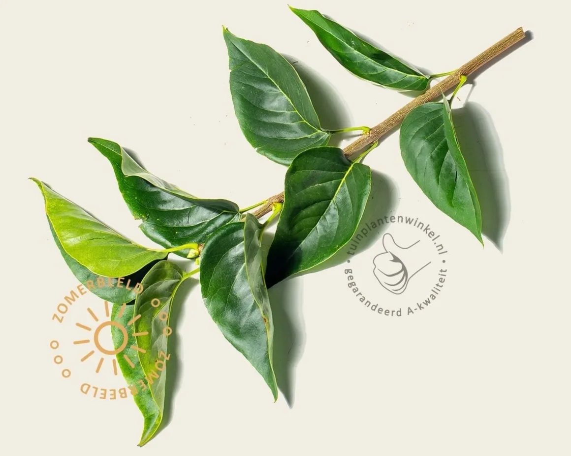 Syringa vulgaris 'Mme Lemoine' - XL+