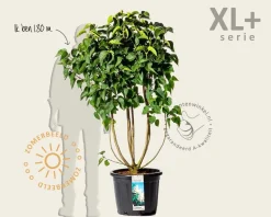 Syringa vulgaris 'Mme Lemoine' - XL+