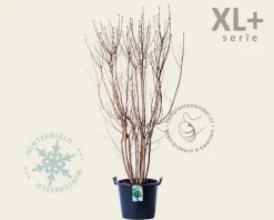 Syringa vulgaris 'Mme Lemoine' - XL+