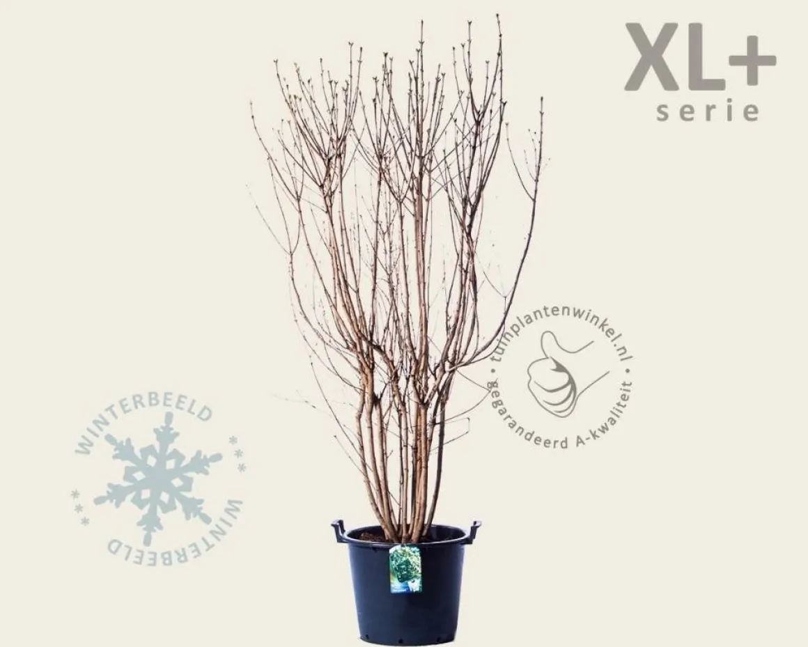 Syringa vulgaris 'Mme Lemoine' - XL+