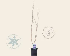 Syringa vulgaris 'Nadezhda'