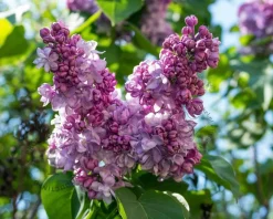 Syringa vulgaris 'Nadezhda'
